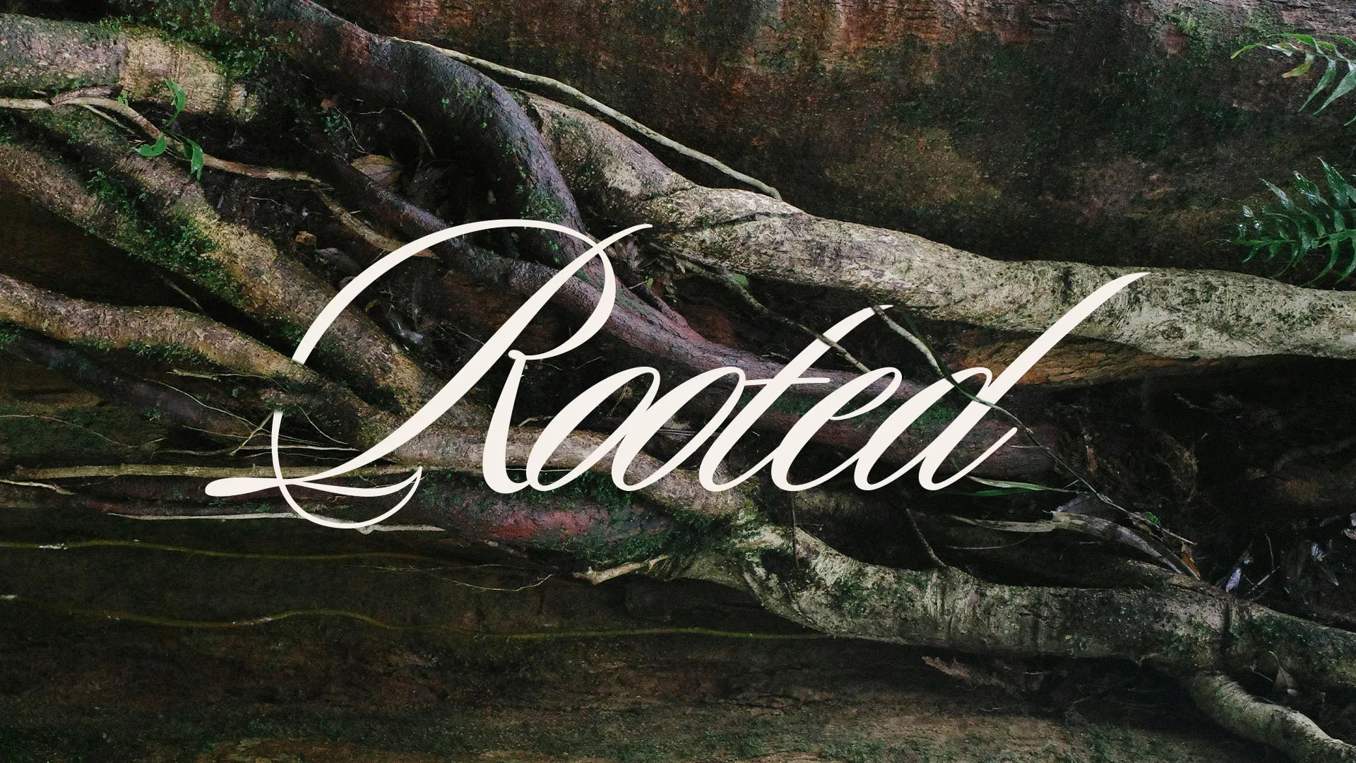 Rooted