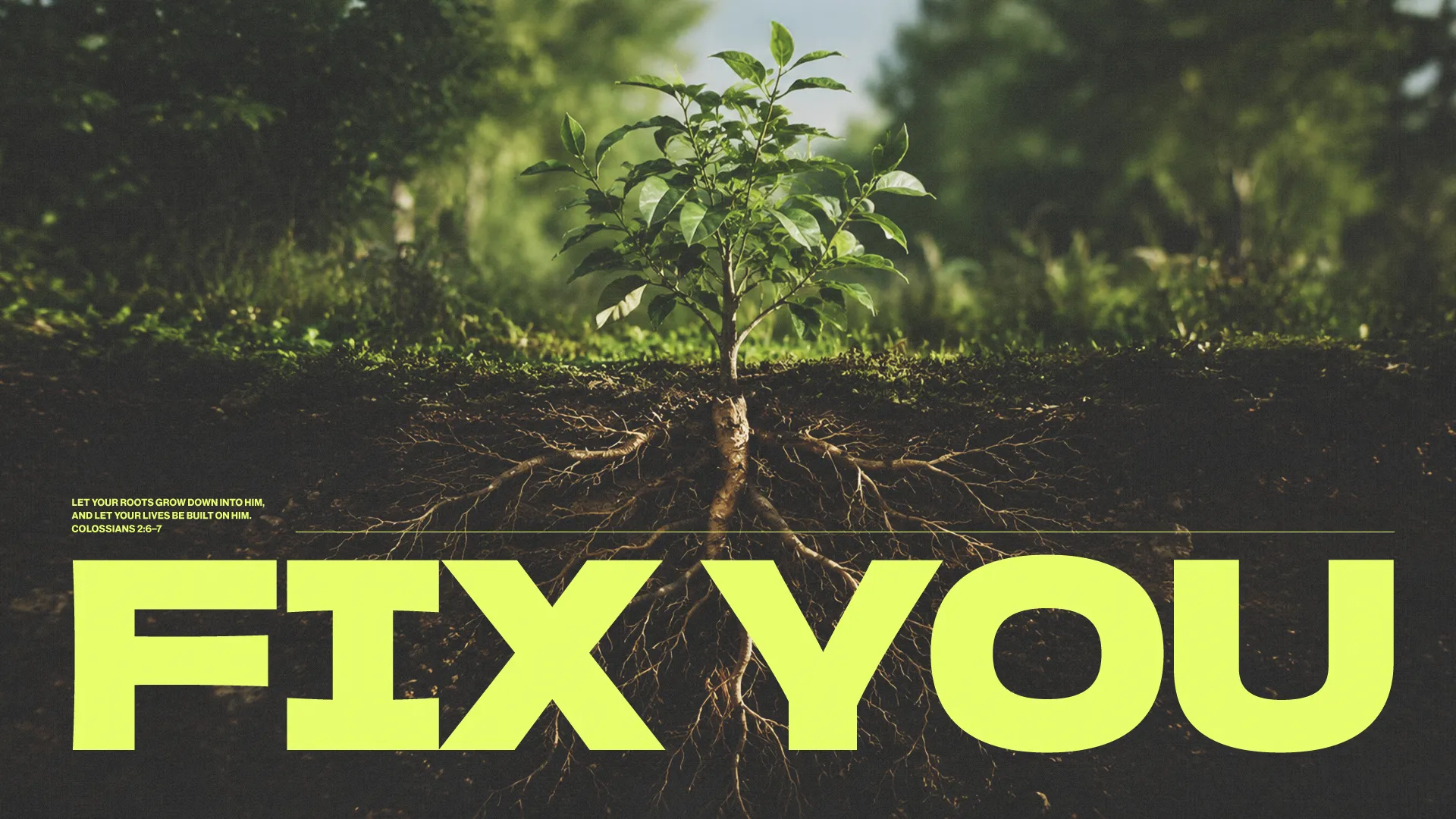 New growth emerges from deep roots, symbolizing faith and spiritual foundation, with a biblical verse from Colossians.