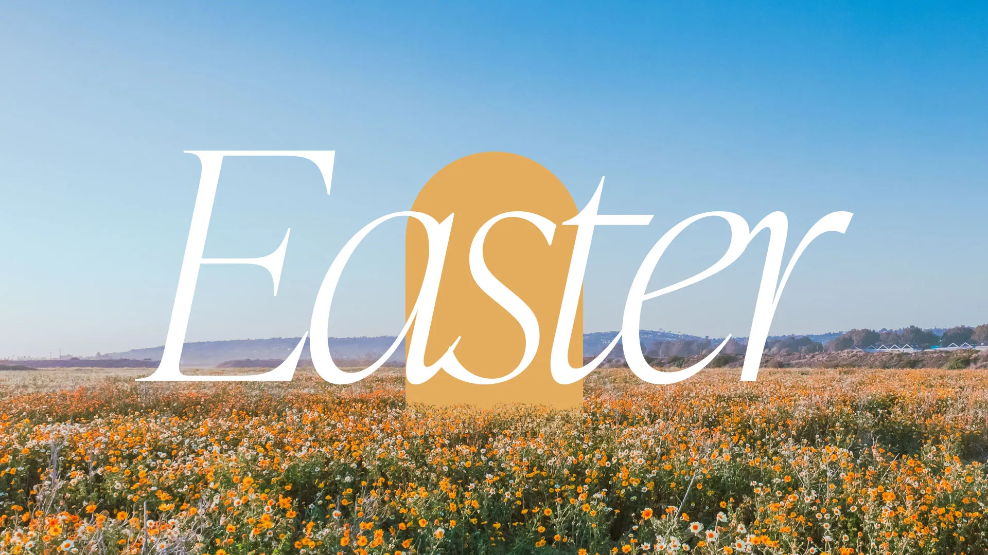 Beautiful Easter church media featuring spring wildflowers meadow with golden sun overlay and elegant white typography for Easter service announcements