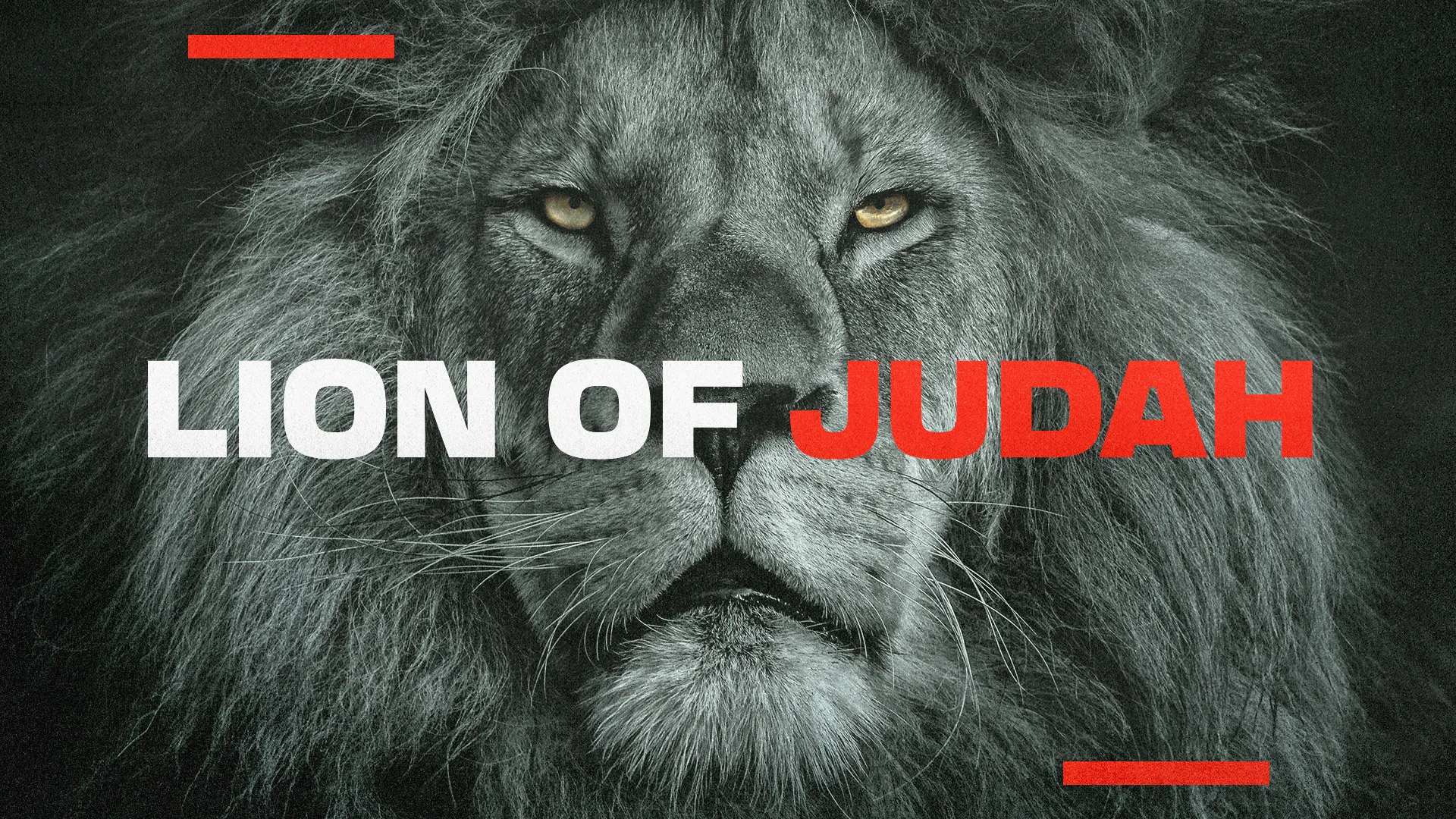 Close-up of a majestic gray lion's face with piercing eyes and the text "Lion of Judah" overlaid in white and red letters