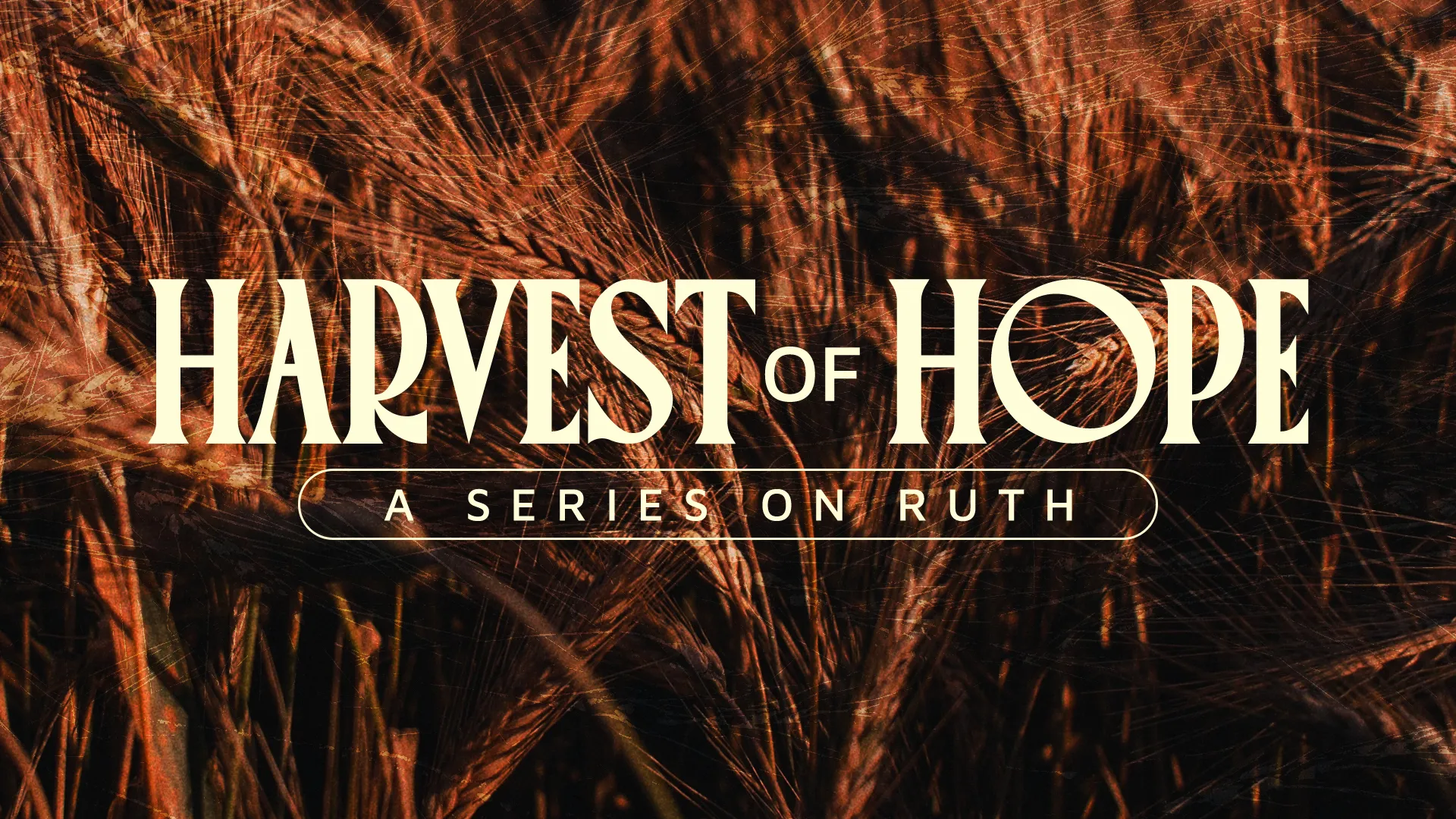 Church media graphic for "Harvest of Hope" Ruth series featuring golden wheat background with elegant typography