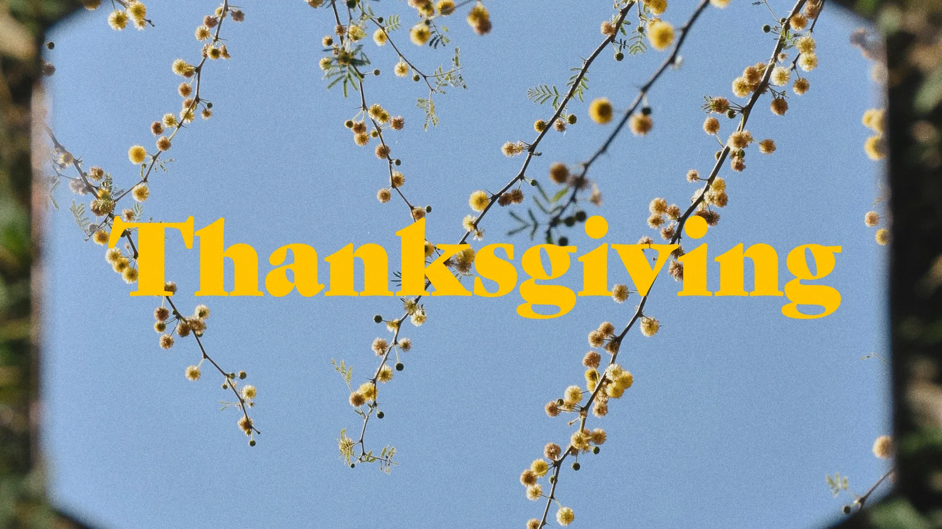 Thanksgiving celebration details surrounded by blooming branches against a clear blue sky, symbolizing gratitude and community.