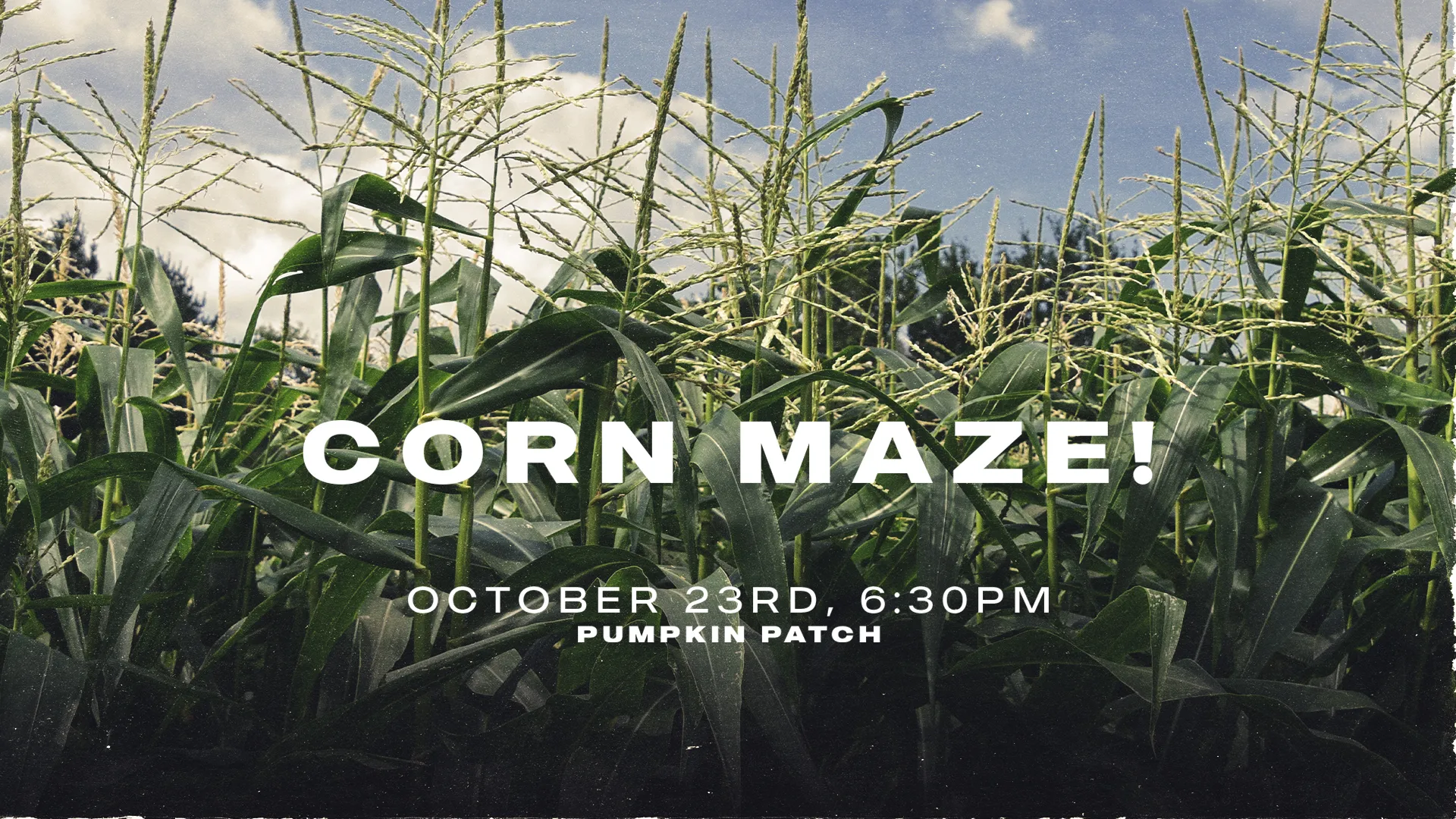 Corn Maze