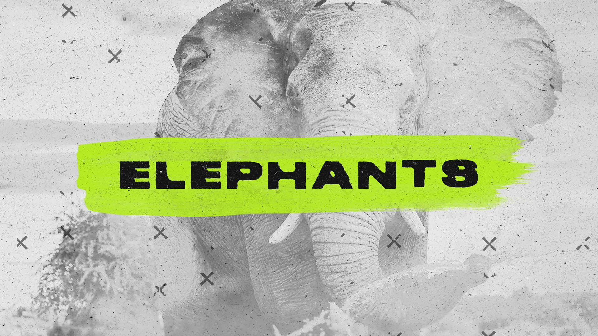 Elephants