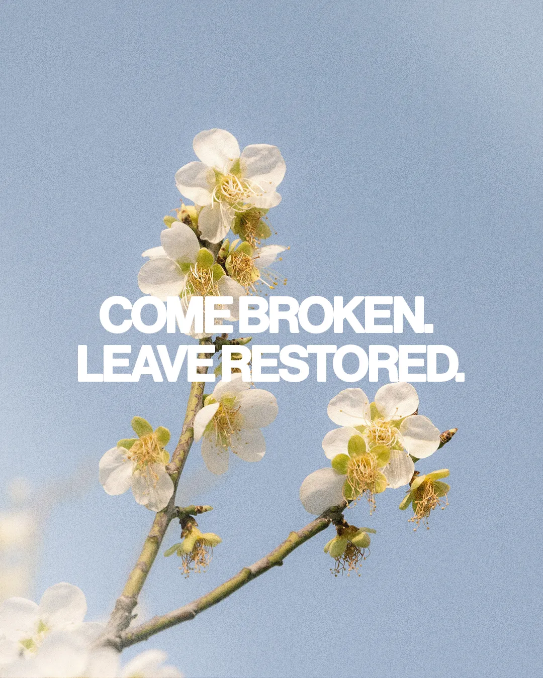 Delicate white flowers bloom against a blue sky, inviting healing and renewal through faith and community.