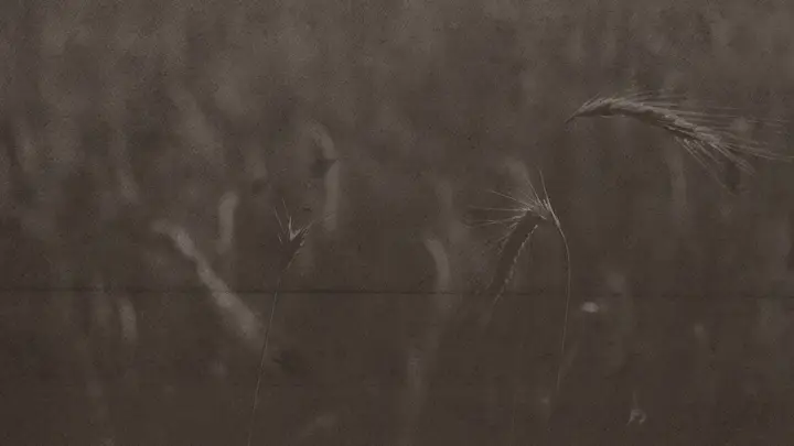 Ruth God’s Redemptive Love Story: blank background