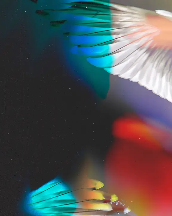 Wings of the Dawn: social post · blank