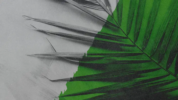 Palm Sunday: blank background