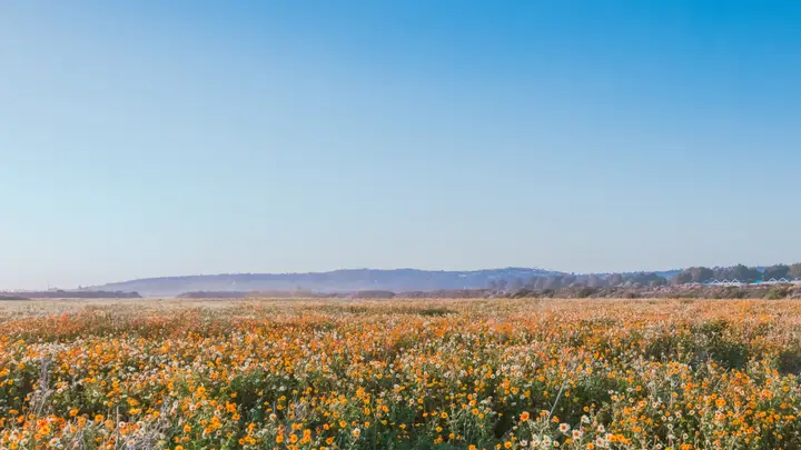 Easter: 4K slide · blank