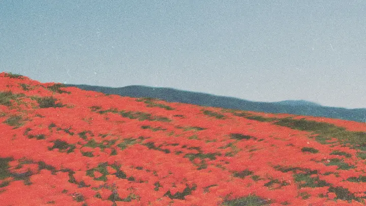Bloom Night of Purpose: blank background