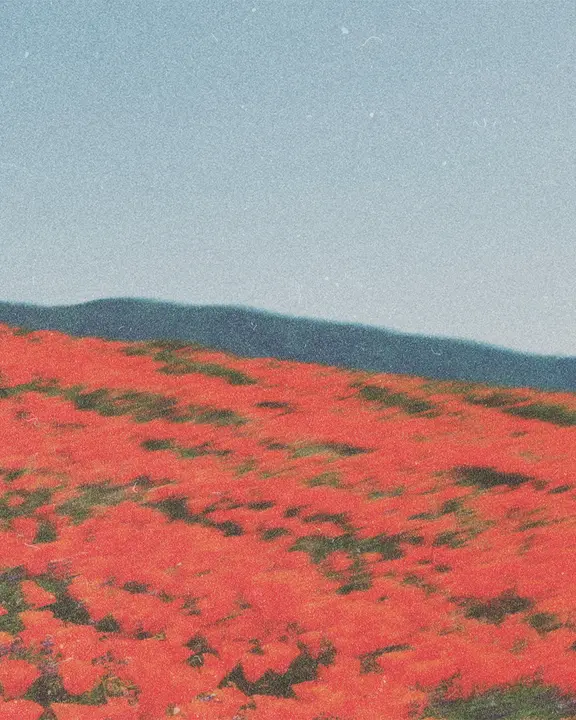 Bloom Night of Purpose: social post · blank