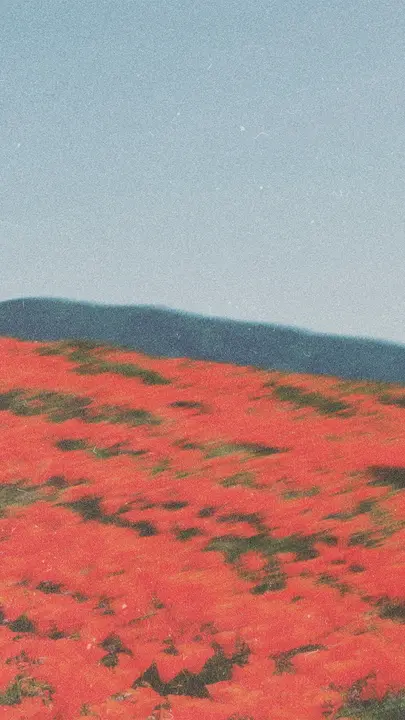 Bloom Night of Purpose: story · blank