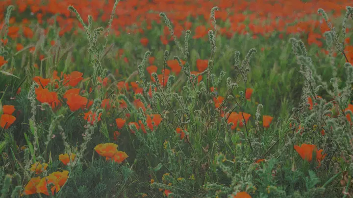 Back To The Garden: 4K slide · blank