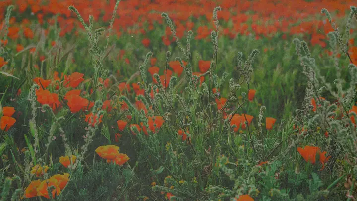 Back To The Garden: blank background