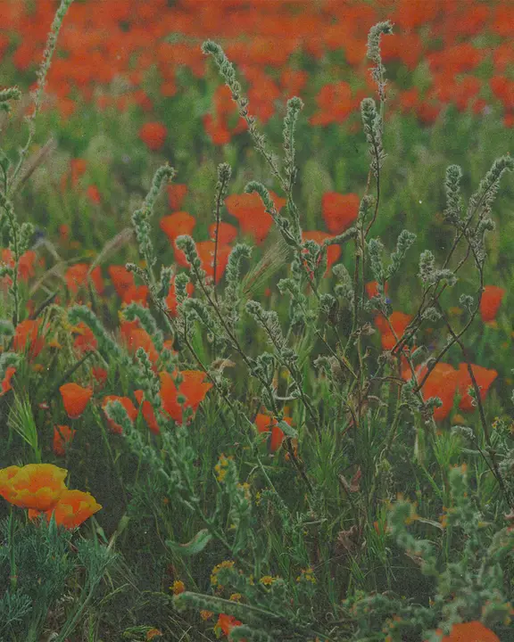 Back To The Garden: social post · blank