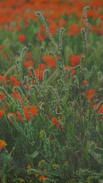 Back To The Garden: story · blank