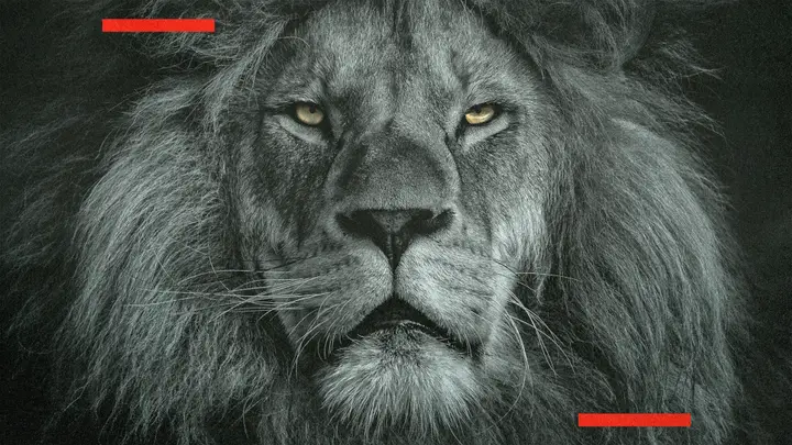 Lion of Judah: 4K slide · blank