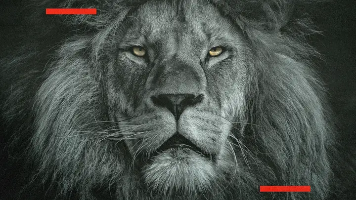Lion of Judah: HD slide · blank