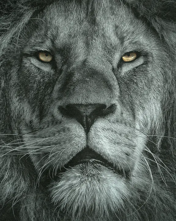 Lion of Judah: social post · blank