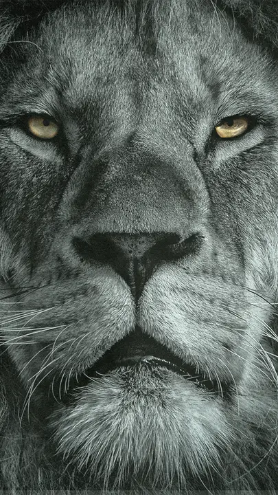Lion of Judah: story · blank