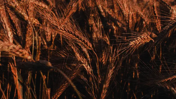 Harvest of Hope: HD slide · blank