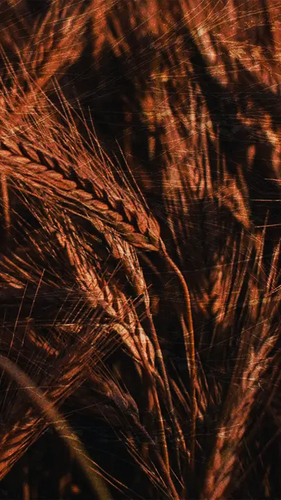 Harvest of Hope: story · blank