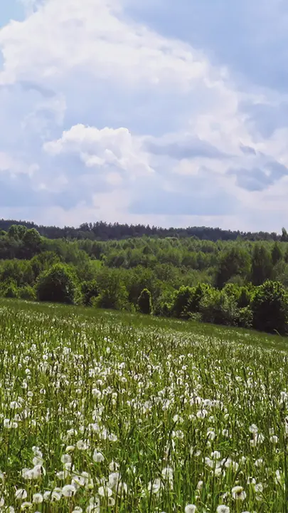 Summer At Your Church: story · blank