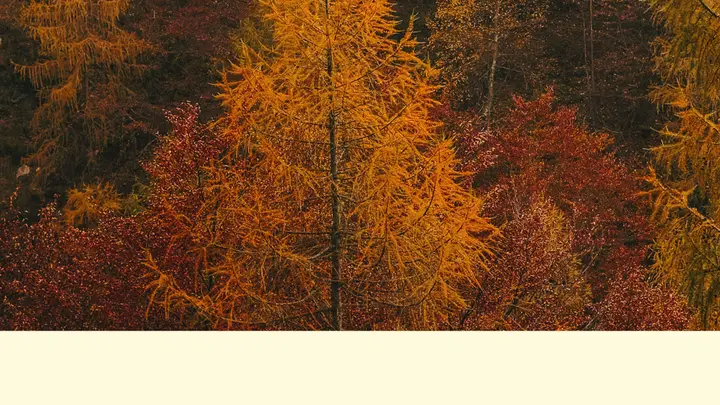 Fall Leaves Slide Pack: blank exit slide