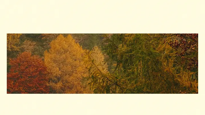 Fall Leaves Slide Pack: blank holy communion slide