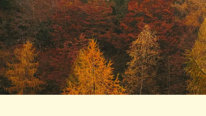 Fall Leaves Slide Pack: blank sunday worship slide