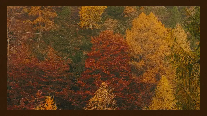 Fall Leaves Slide Pack: blank welcome slide