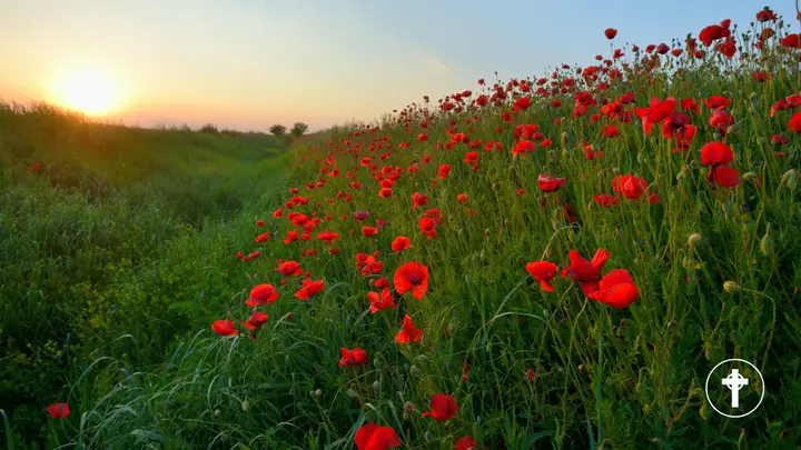Remembrance Day: blank slide