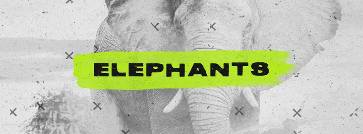 Elephants: facebook cover