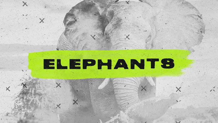 Elephants: HD slide