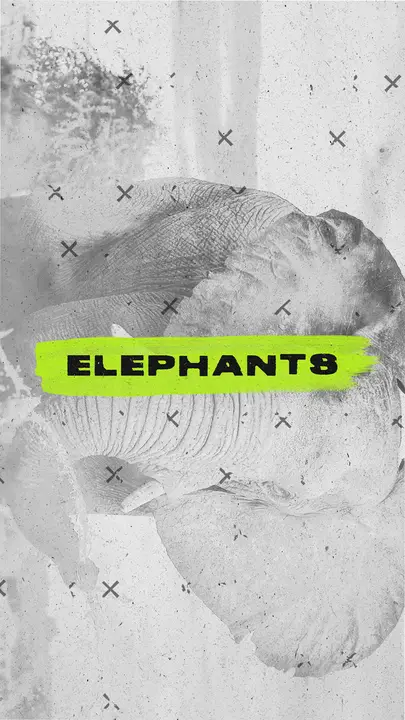 Elephants: story